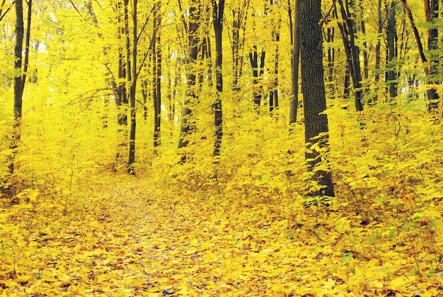 forêt d&#39;automne