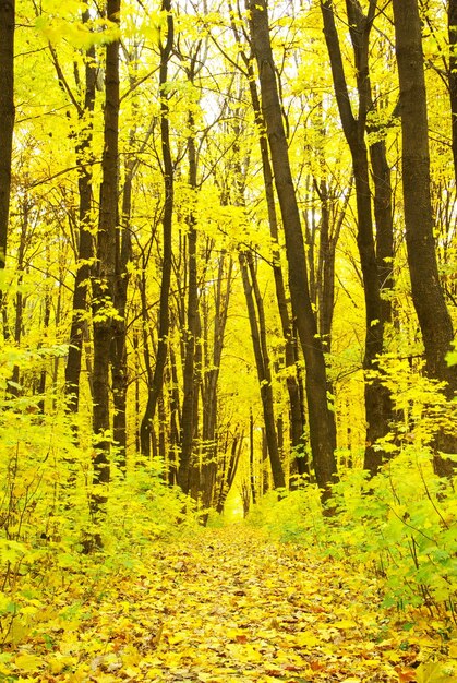 forêt d&#39;automne