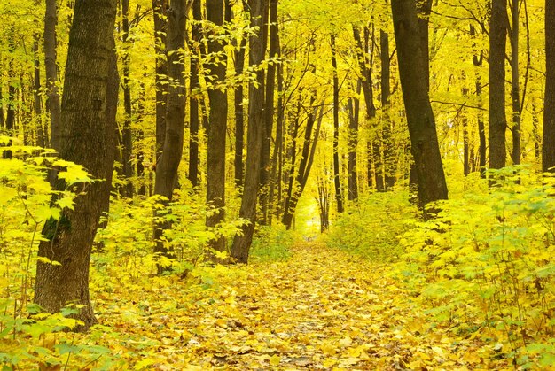 forêt d&#39;automne