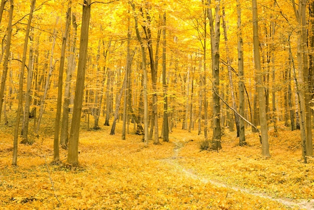 forêt d&#39;automne