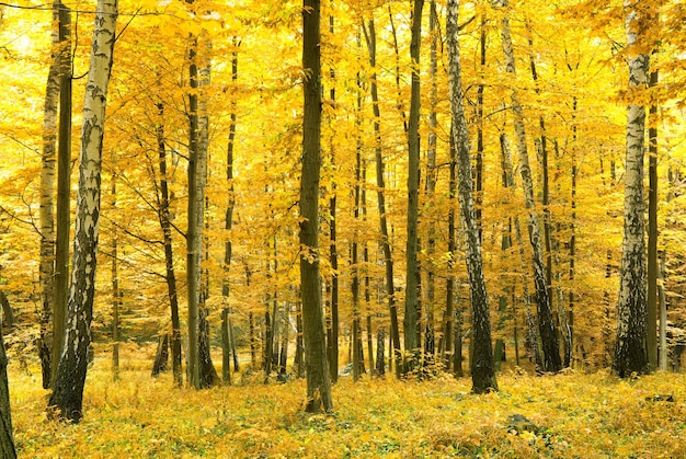 forêt d&#39;automne