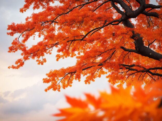 forêt d&#39;automne