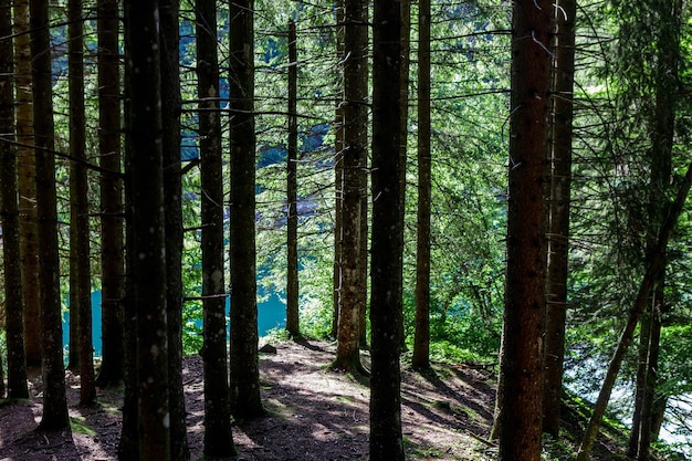 La forêt autour du lac Pra da Stua dans la province de Trente