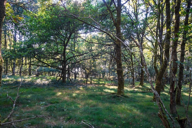 Forêt autour du lac de Vassivière, Limousin, France