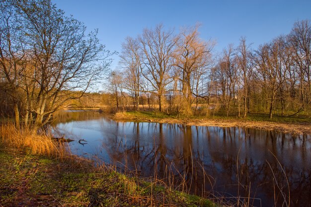 Forêt aux couleurs d'automne au bord de la rivière le matin au lever du soleil. Les couleurs sont pastel, jaune chaud. Le ciel sans nuages est bleu. Dans l'eau les reflets des arbres.