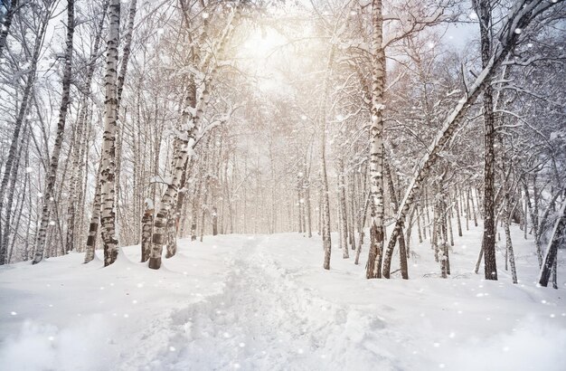 La forêt aux paysages enneigés d'hiver