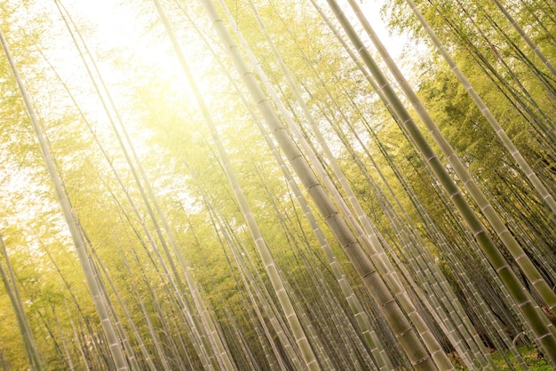 Photo forêt de bambou à arashiyama kyoto au japon en automne