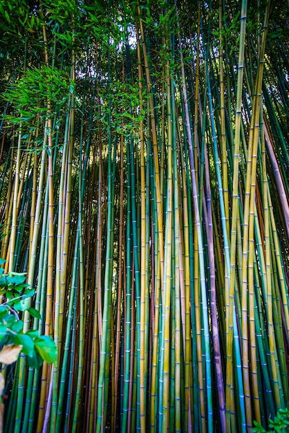 Forêt de bambou asiatique fond naturel