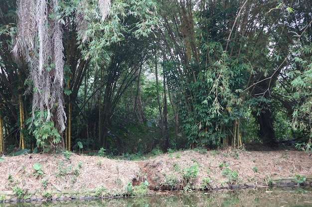 Photo forêt de bambou autour de la rivière