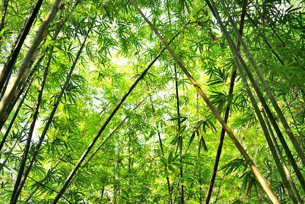 Foret de bambou