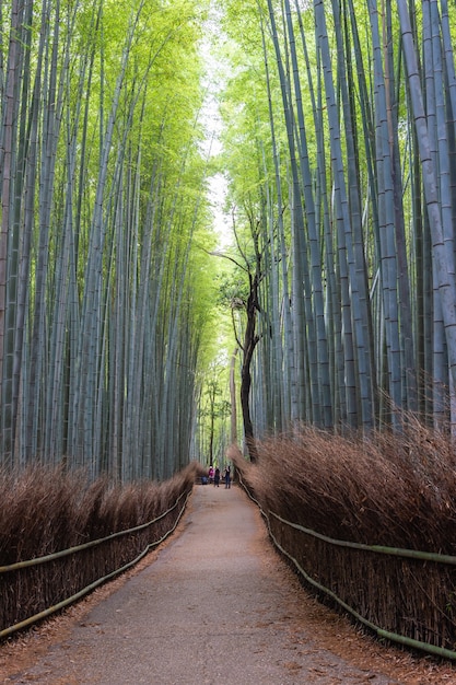 Forêt de bambous à Arashiyama, Japon