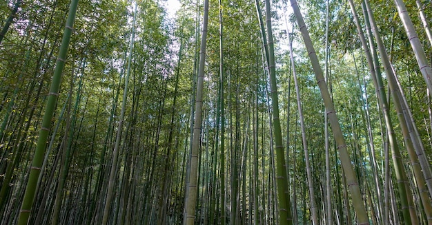 Forêt de bambous d'Arashiyama à Kyoto au Japon en novembre