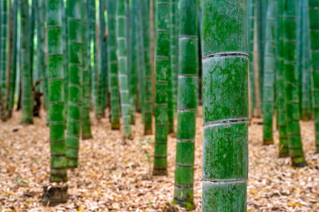 Forêt de bambous d'Arashiyama à Kyoto, au Japon.