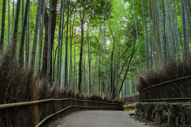 Forêt de bambous d'Arashiyama à Kyoto, Japon