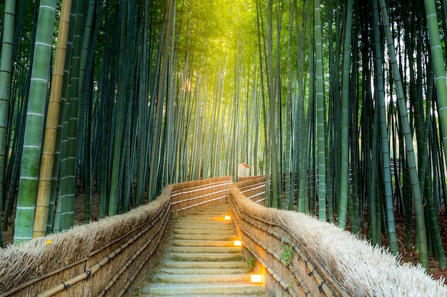 Forêt de bambous d&#39;Arashiyama