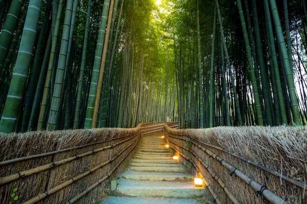 Forêt de bambous d&#39;Arashiyama