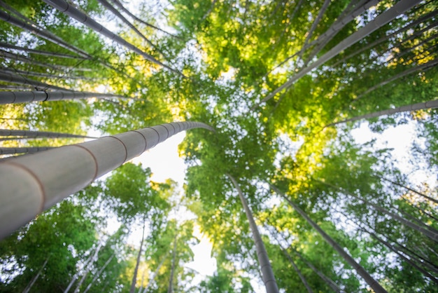 Forêt de bambous au Japon