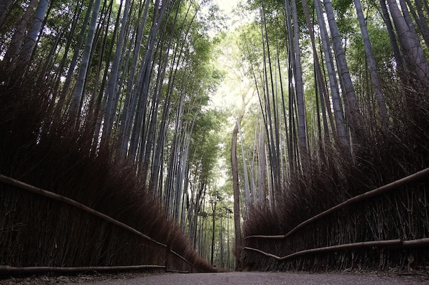 Forêt de bambous au Japon