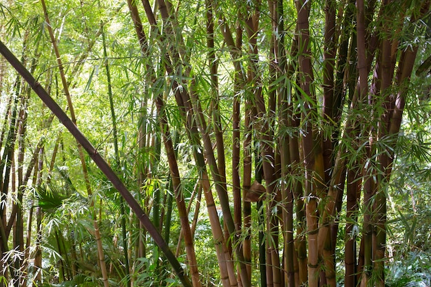 Forêt de bambous botaniques à la lumière du jour