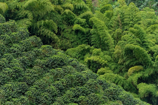 Forêt de bambous et champ de caféiers à Manizales Caldas Antioquia Colombie