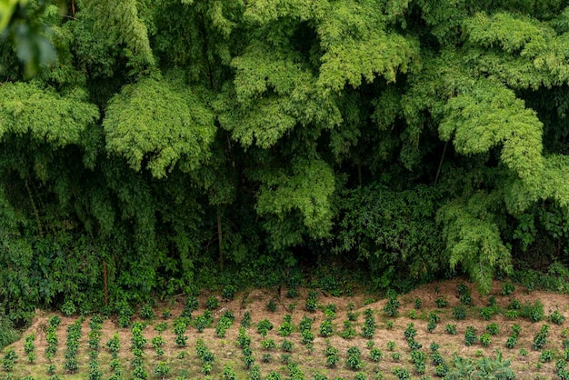 Forêt de bambous et champ de caféiers à Manizales Caldas Antioquia Colombie