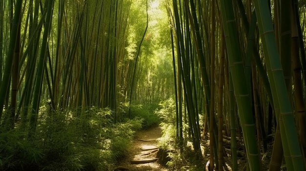 Une forêt de bambous avec un chemin à travers elle