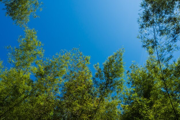 forêt de bambous avec un ciel bleu