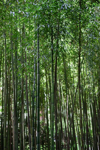 Forêt de bambous dans le sud de la France