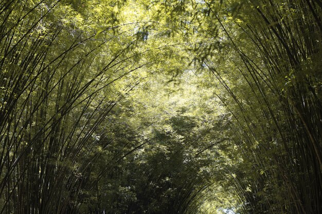 Photo la forêt de bambous en saison d'automne au parc naturel