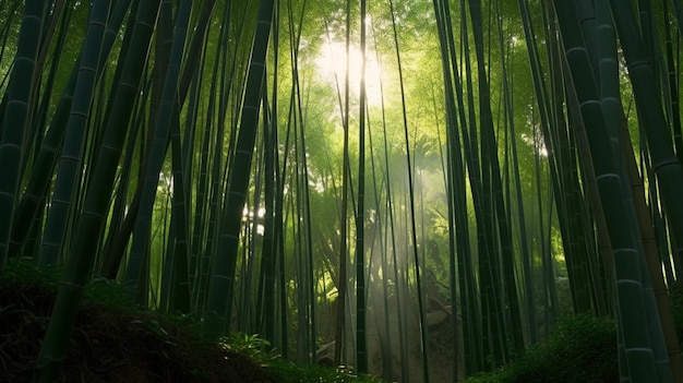 Une forêt de bambous avec le soleil qui brille à travers les arbres