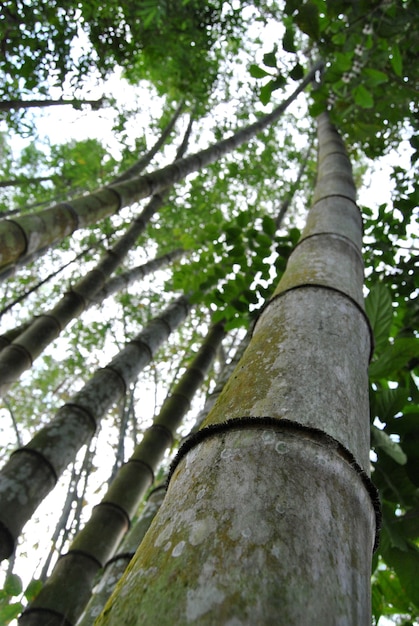 Forêt de bambous tropicaux