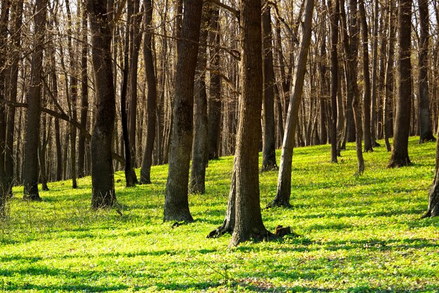 une forêt avec beaucoup d'arbres qui sont tombés