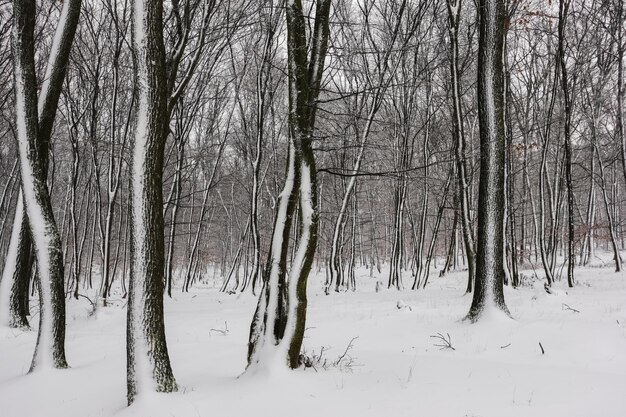 Forêt avec beaucoup de neige sur les troncs d'arbres en hiver comme peint