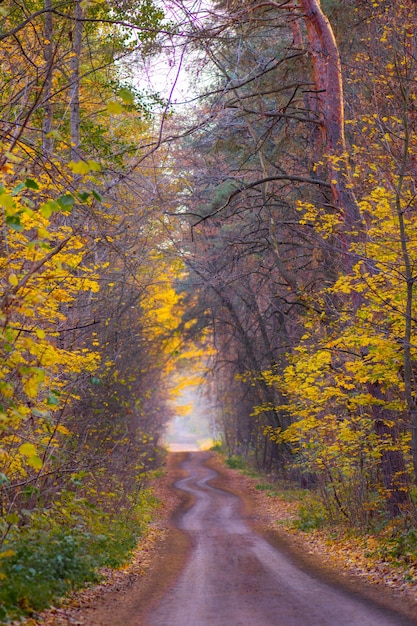 Forêt avec beaucoup de soleil. Arbres d'automne dans la forêt en Europe.