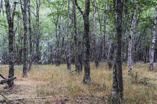 Forêt boisée d'automne avec lumière montrant 7