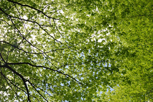 Forêt boisée de printemps