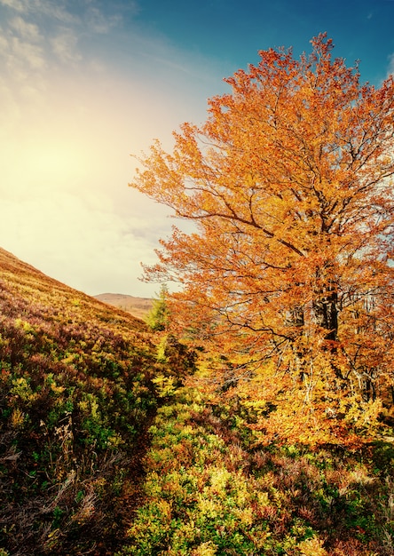 Forêt de bouleaux en après-midi ensoleillé pendant la saison d'automne.