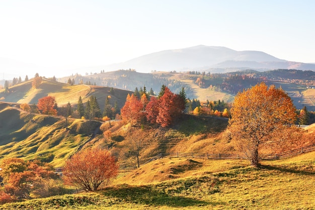 Forêt de bouleaux en après-midi ensoleillé pendant la saison d'automne.