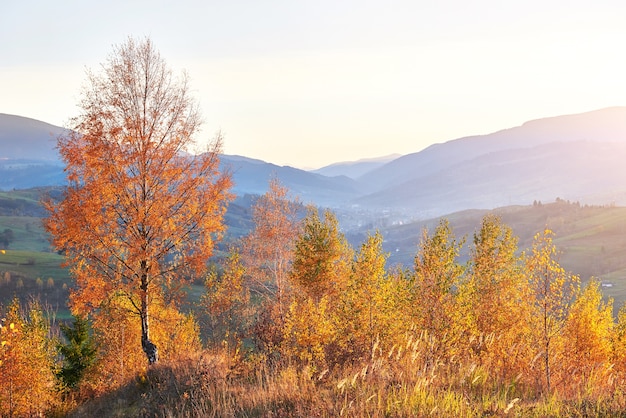 Forêt de bouleaux en après-midi ensoleillé pendant la saison d'automne.