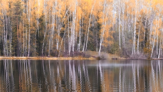 Forêt de bouleaux automne paysage près du lac.