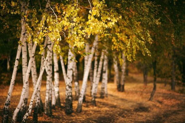 Forêt de bouleaux d'automne