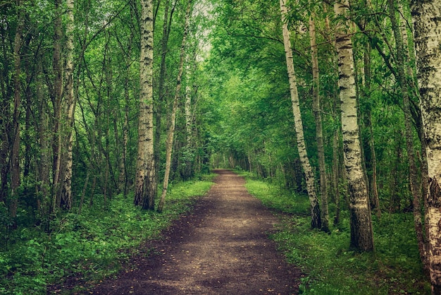 Forêt de bouleaux foncés