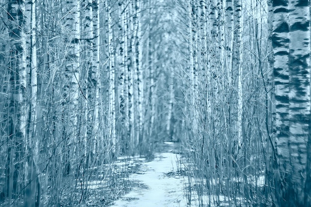 Forêt de bouleaux de mars, paysage flou abstrait dans la forêt