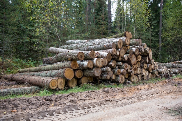 Forêt de bouleaux, pins et épicéas. Des tas de grumes, l'exploitation forestière de l'industrie du bois. Gros plan - bois frais haché. Traitement des forêts abattues, des troncs d'arbres en bois. Photo de fond abstrait bois