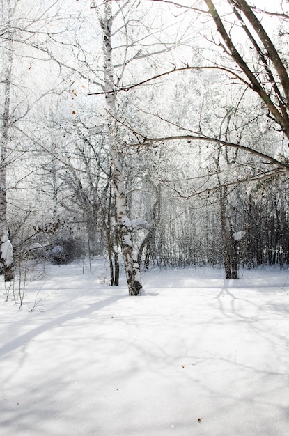 Forêt de bouleaux et de pins d'hiver au soleil et chutes de neige en hiver