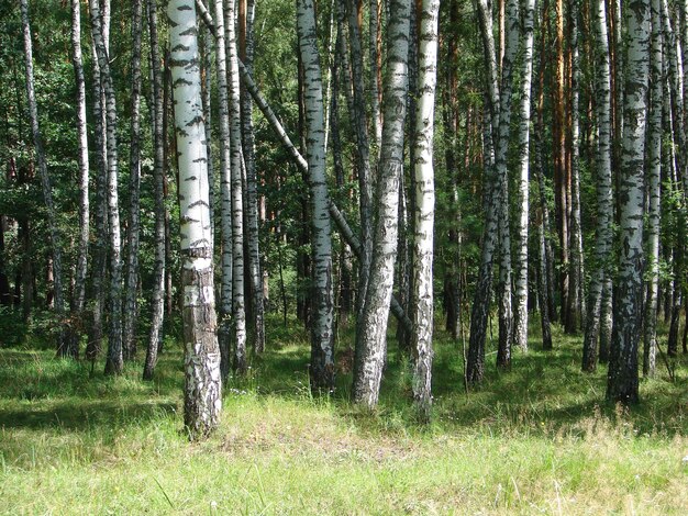 Forêt de bouleaux