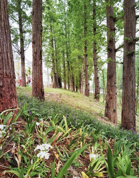 Une forêt avec un bouquet de fleurs au sol et un arbre avec le mot "sauvage" dessus.