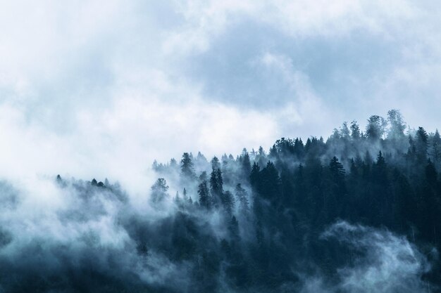 Forêt de brouillard