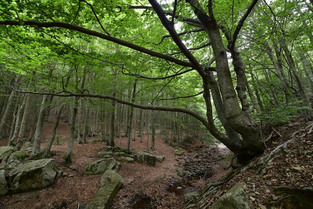 forêt avec brouillard