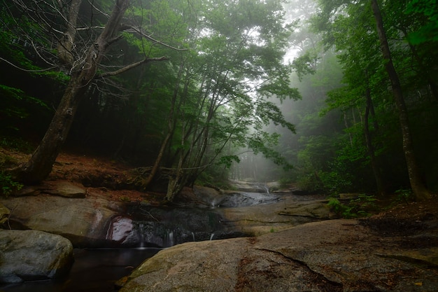 forêt avec brouillard